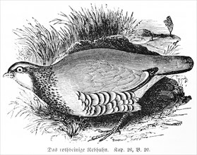 The Red-legged Partridge