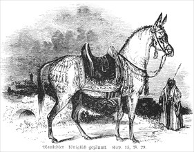 Mule royally bridled