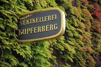House wall with overgrown vines and nose sign Kupferberg Sektkellerei
