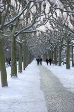 Strolling in winter with snow in plane trees avenue on the pavement