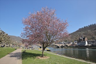 Promenade on the banks of the Moselle with cherry blossom and Skagerrak Bridge