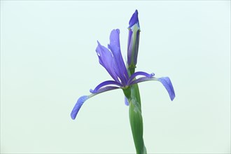 Swamp meadow iris