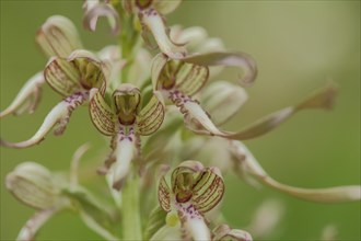 Lizard orchid