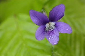 Flower of the wood violet