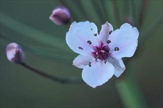 Flower of flowering rush