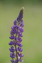 Large-leaved lupin