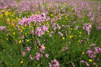 Flower meadow with cuckoo campion