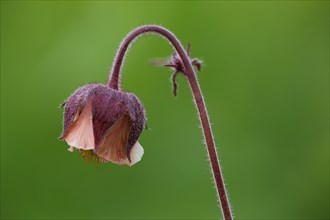 Flower with stem of a water avens