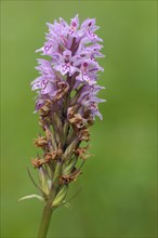 Fox common spotted orchid