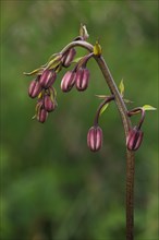 Buds of the Turk's-cap lily