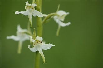 Flowers of lesser butterfly-orchid