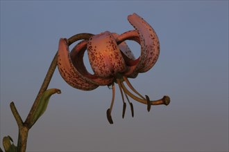 Flower of Turk's-cap lily