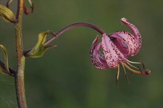 Flower and stem of the Turk's-cap lily
