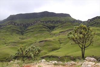 Thaba Bosiu Plateau