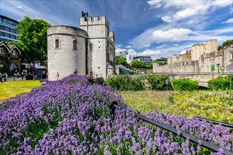Flower border with Middletower at the Tower of London