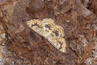 Maple girdle moth