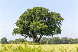 English oak tree 'Quercus robur' standing in field