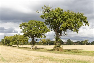 Oak trees in line of field boundary