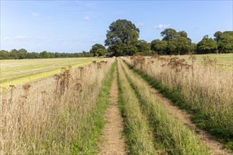 Suffolk Coast and Heaths AONB. landscape track between fields