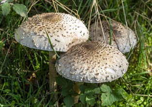 Parasol mushroom 'Macrolepiota procera' fungus