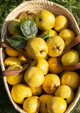Close up wicker basket of fresh quince fruit on grass lawn