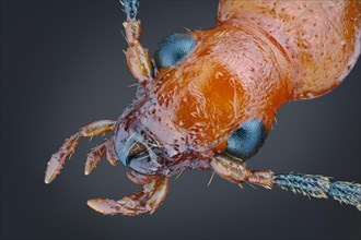 Head of a false click beetle