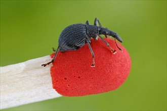 Small weevil