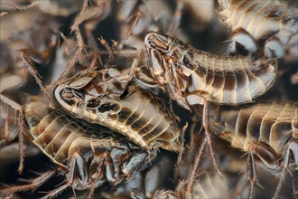 A pile of dead fleas