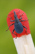 Small weevil