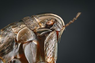 Head and front part of a flea