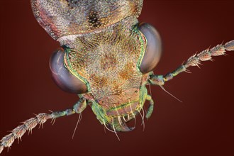 Dorsal view of a Rasch beetle