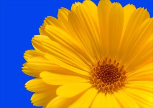 Flower of a yellow gerber daisy