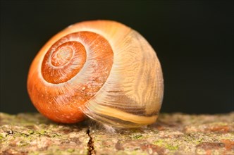 Ribbon snail