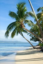 Palm trees on Qamea beach