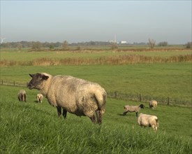 Sheep at the Strohauser Plate on the Weser. In the background