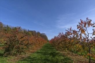 Young cherry orchard in autumn colour