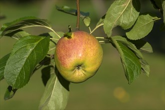 Ripe apple tree