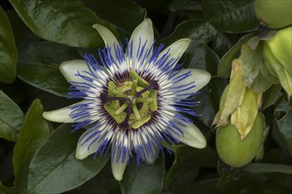 Flower of a Blue blue passion flower