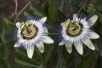Flowers of a Blue blue passion flower