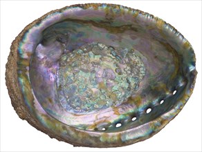 Iridescent Abalone Shell Interior