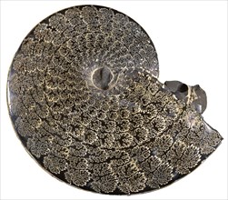 Fossil Ammonite Showing Growth Plates
