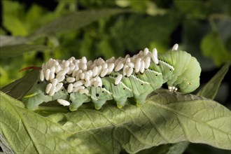 Tomato Hornworm Parasitized by a Braconid Wasp