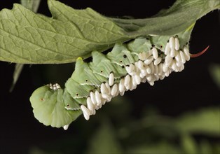 Tomato Hornworm Parasitized by a Braconid Wasp. Larva that hatch from wasp eggs laid on the hornworm feed on the inside of the hornworm until the wasp is ready to pupate