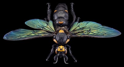 Giant Scoliid Wasp