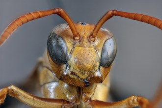 Golden Paper Wasp Face