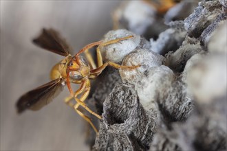 Golden Paper Wasp on Nest
