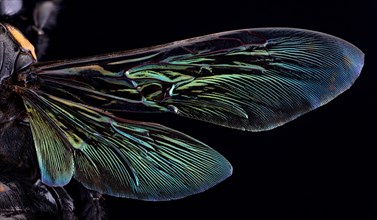 Giant Scoliid Wasp Wings