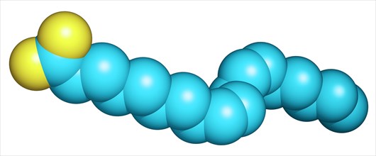 Conjugated Linoleic Acid Molecule