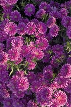 Cultivated Asters