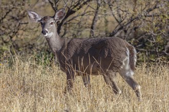 Coues' White-tailed deer